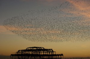 Starlings over the West Pier