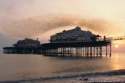 03-west-pier-starlings