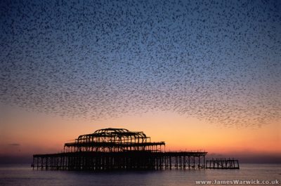 04-STARLINGS-WAVE-WEST-PIER@body