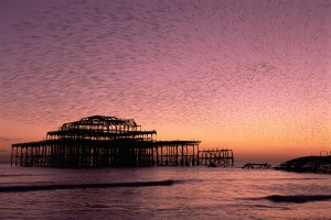 Starling flock (Sturnus vulgaris) above derelict West Pier at twilight, Brighton, East Sussex, UK